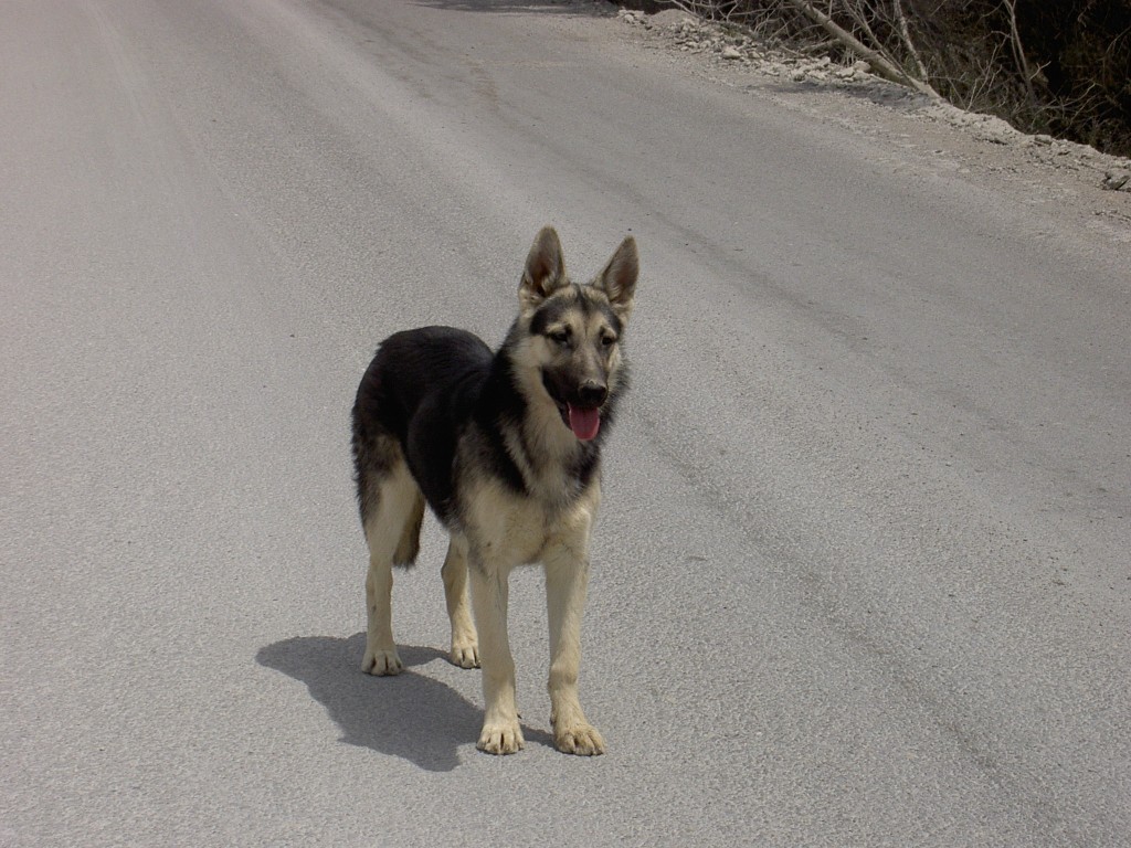 Zum Bild in Originalgr��e hier klicken...